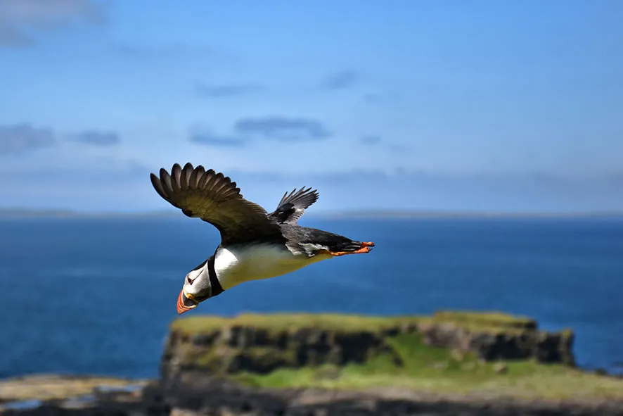 puffin-lunga-schotland
